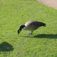 Canada Goose